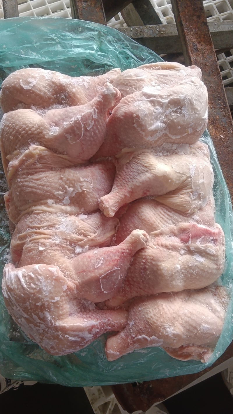 500天左右种母鸡排腿