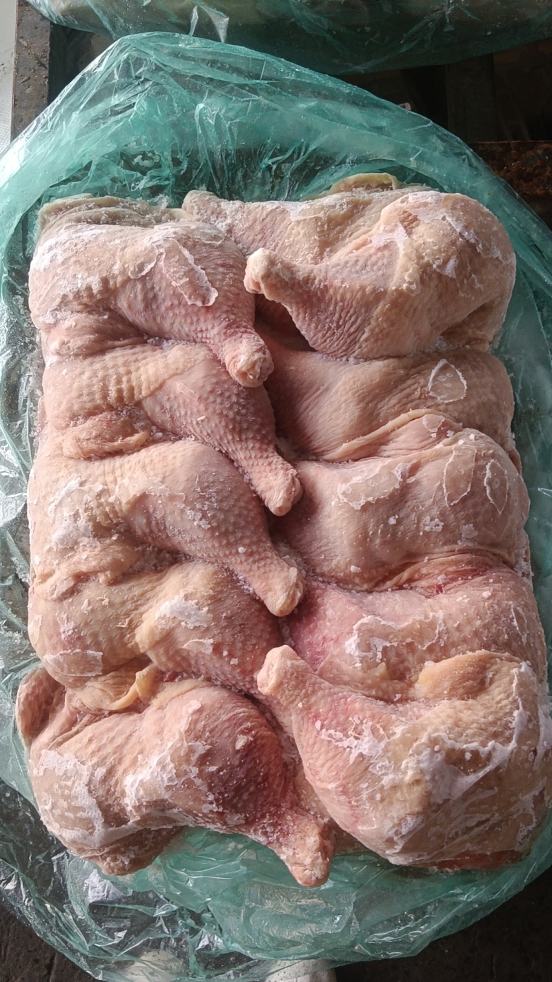 500天左右种母鸡排腿