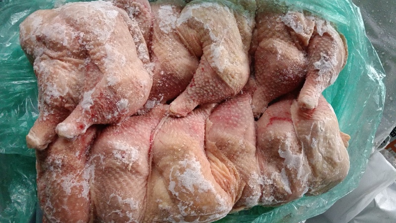 500天左右种母鸡排腿