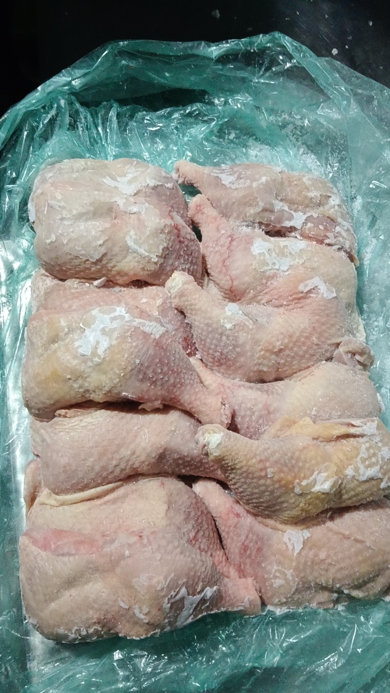 500天左右种母鸡排腿