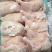 500天左右种母鸡排腿