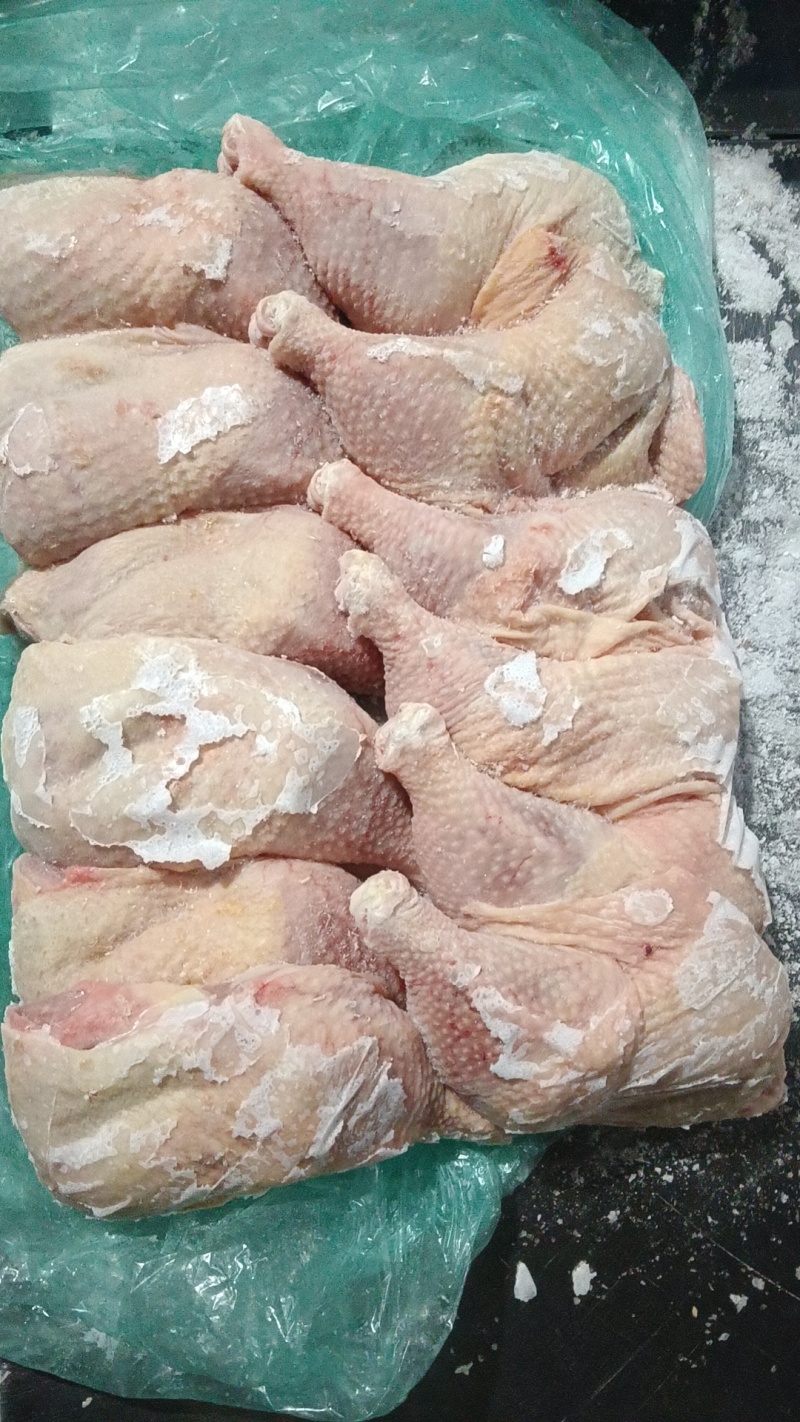 500天左右种母鸡排腿