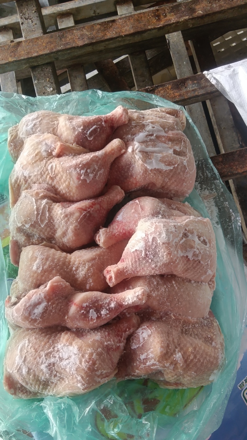 500天左右种母鸡排腿