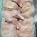 500天左右种母鸡排腿