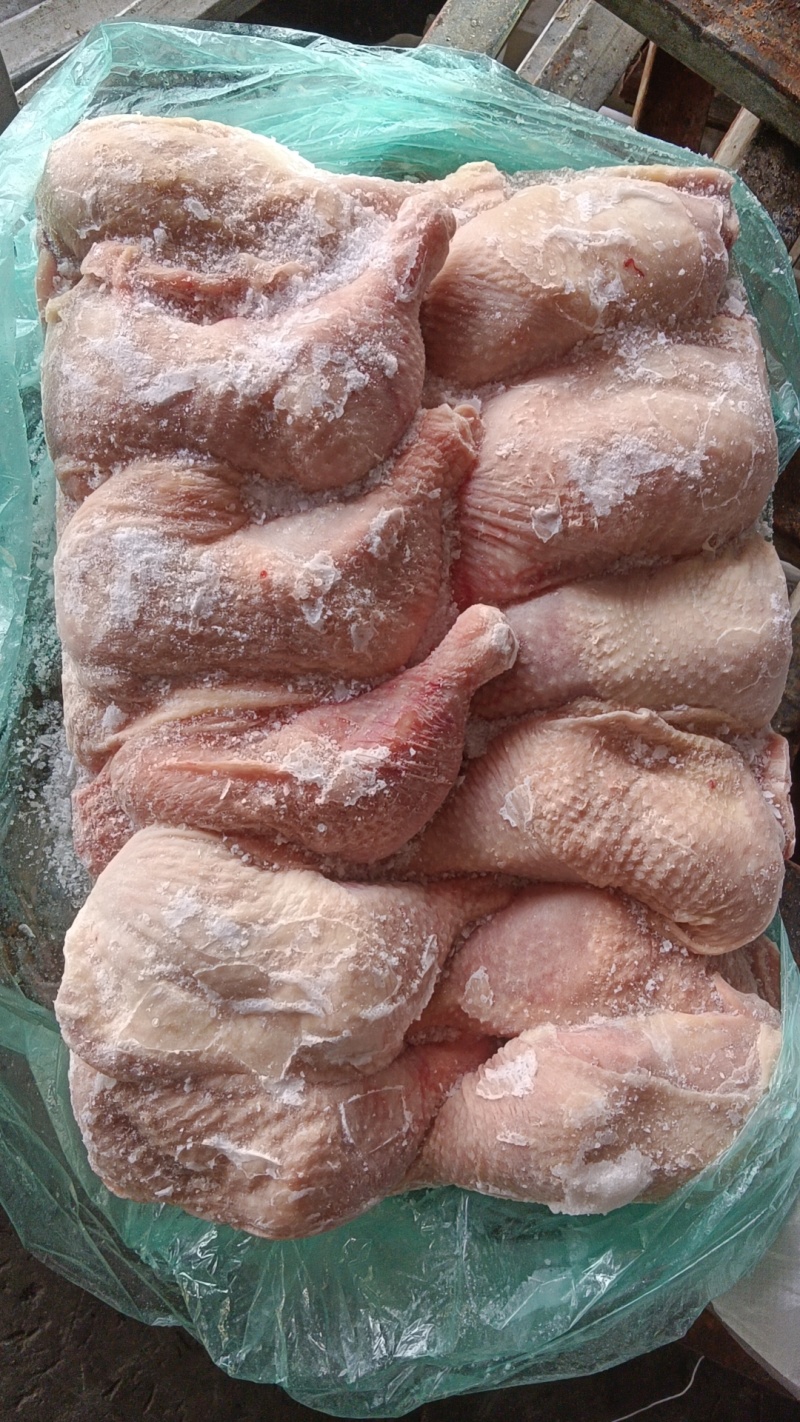 500天左右种母鸡排腿