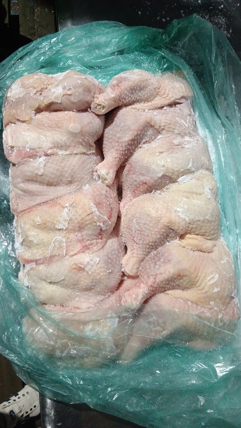 500天左右种母鸡排腿