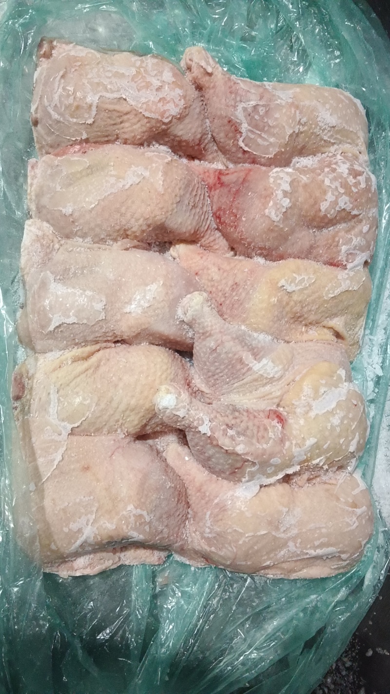 500天左右种母鸡排腿