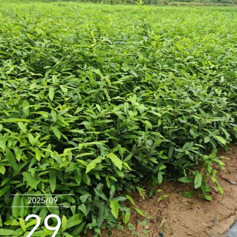 橡树苗也叫栎树苗（麻栎苗