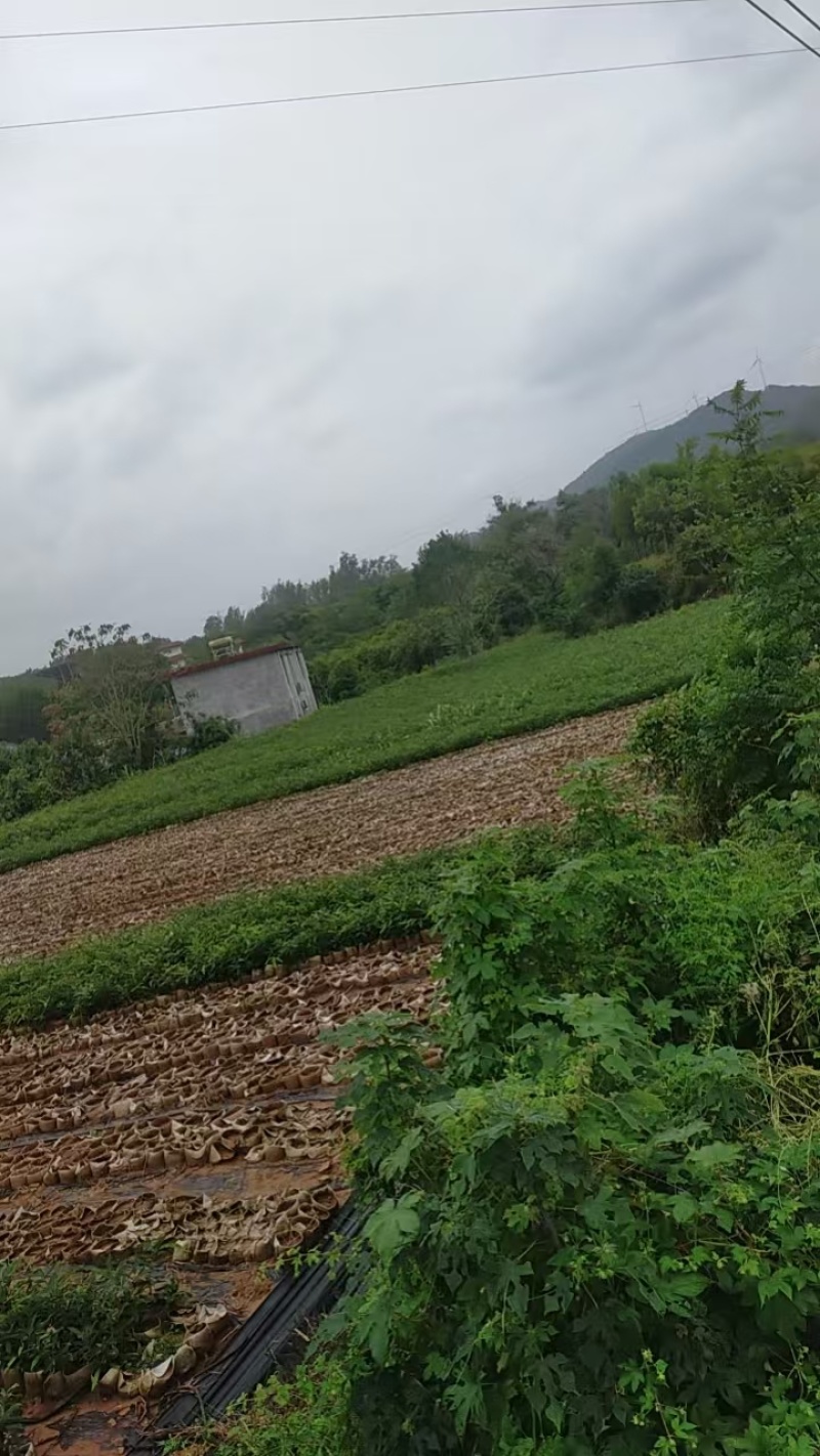 橡树苗也叫栎树苗（麻栎苗