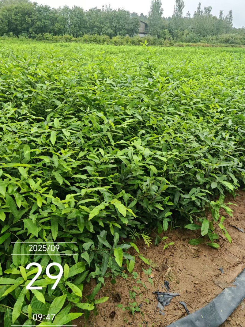 橡树苗也叫栎树苗（麻栎苗