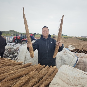 榆林内蒙短粗白玉山药紫药大量上市中。欢迎采购