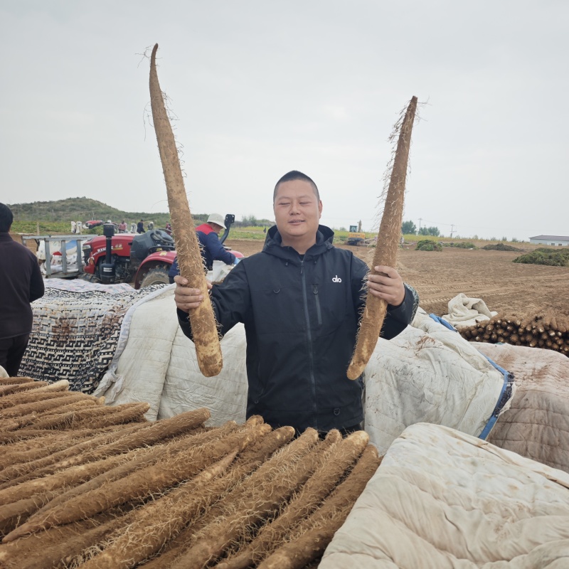 榆林内蒙短粗白玉山药紫药大量上市中。欢迎采购