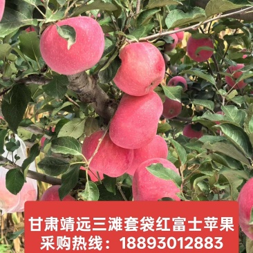 供应套袋红富士苹果