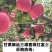 供应套袋红富士苹果
