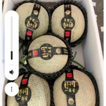 海南乐东网纹瓜大量上市代发全国量大从优欢迎来电