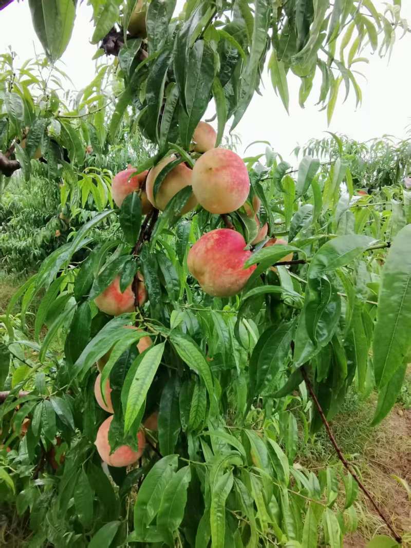 金秋红蜜桃