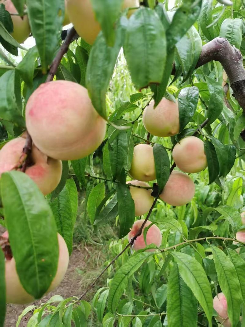 金秋红蜜桃