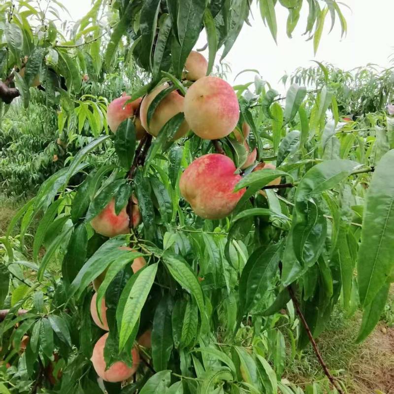 大量高糖金秋红蜜桃口感好！果个大，货源充足