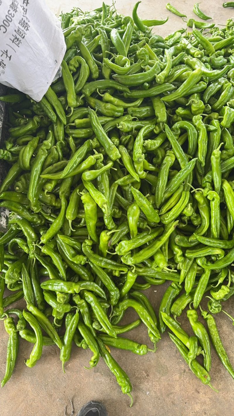 辽宁牛角辣椒绿皮辣椒