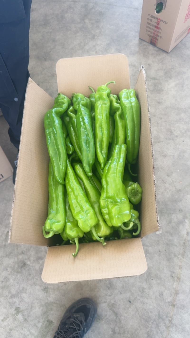 辽宁牛角辣椒绿皮辣椒