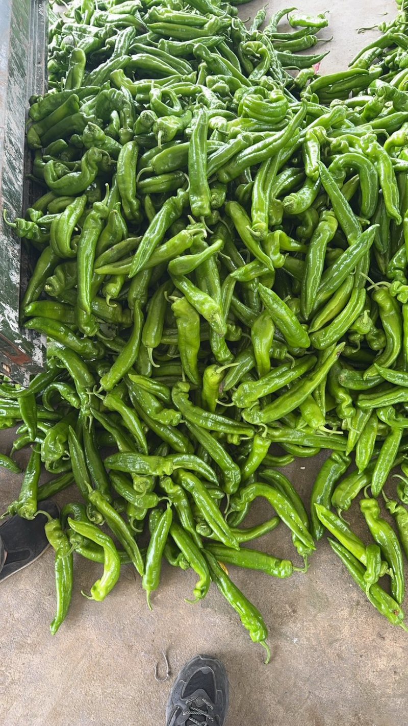 辽宁牛角辣椒绿皮辣椒