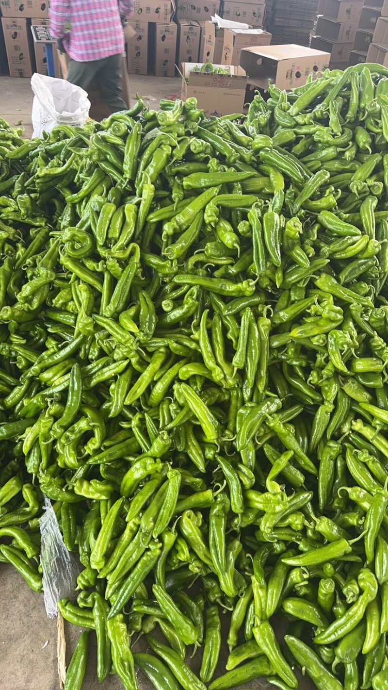辽宁牛角辣椒绿皮辣椒