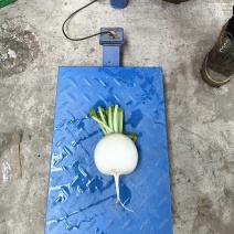 成都圆白萝卜大量上市产地直发质量保证一手货源！