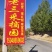 寒富苹果寒红梨