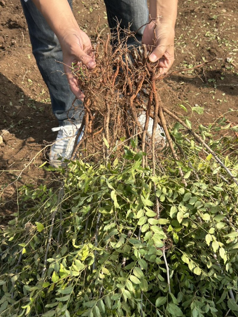枣树苗/山东酸枣苗耐寒根系好/欢迎各大采购商前来采购