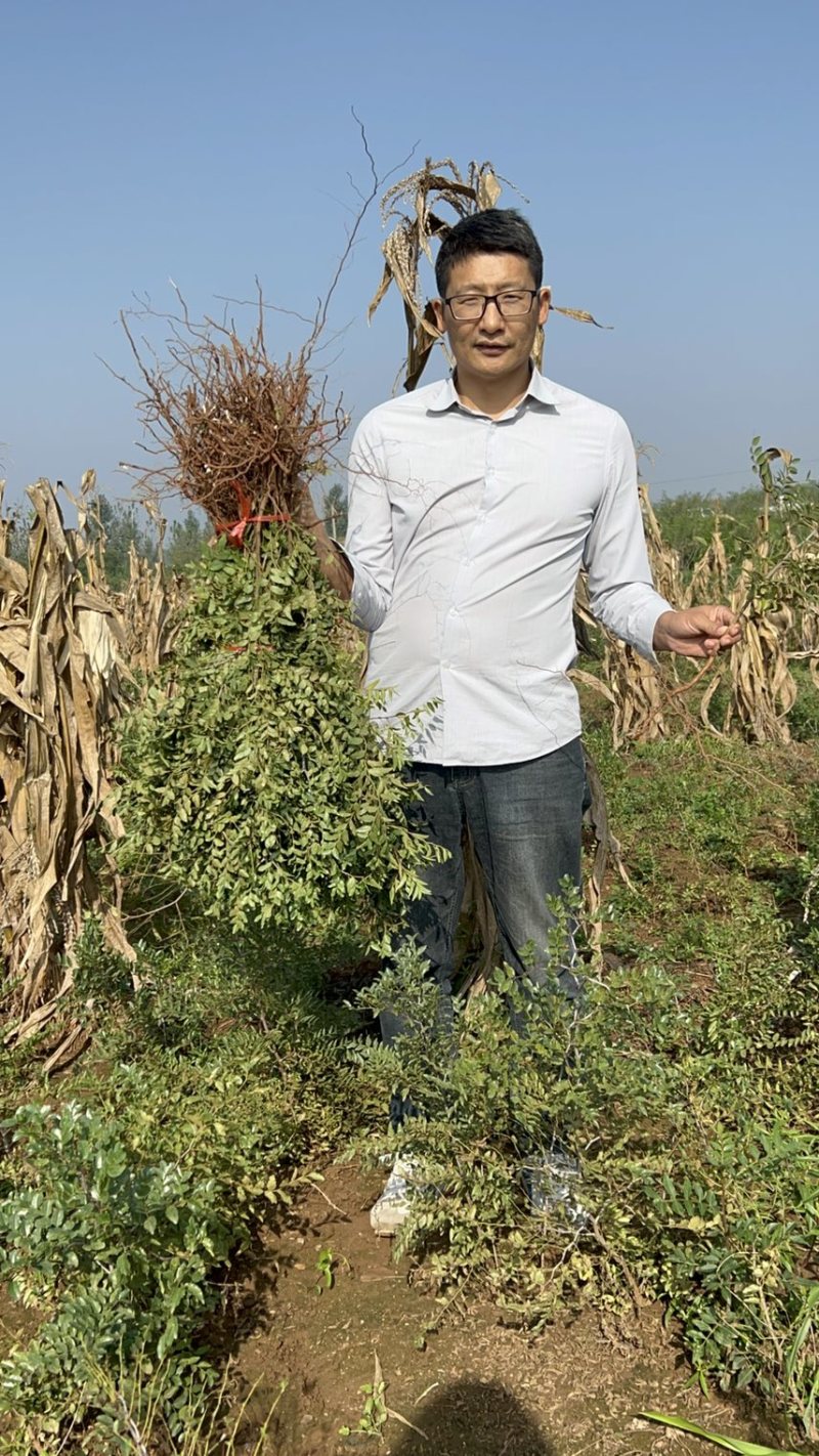 枣树苗/山东酸枣苗耐寒根系好/欢迎各大采购商前来采购