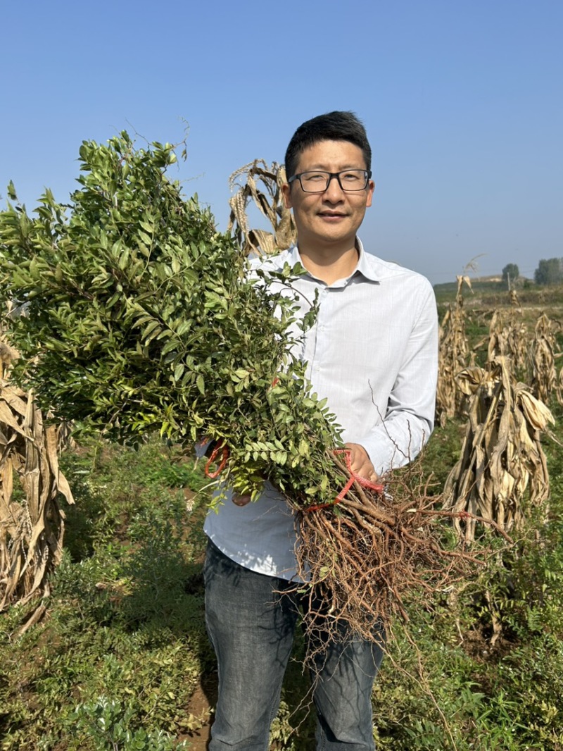 枣树苗/山东酸枣苗耐寒根系好/欢迎各大采购商前来采购