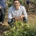 枣树苗/山东酸枣苗耐寒根系好/欢迎各大采购商前来采购