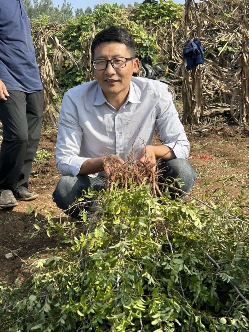 枣树苗/山东酸枣苗耐寒根系好/欢迎各大采购商前来采购