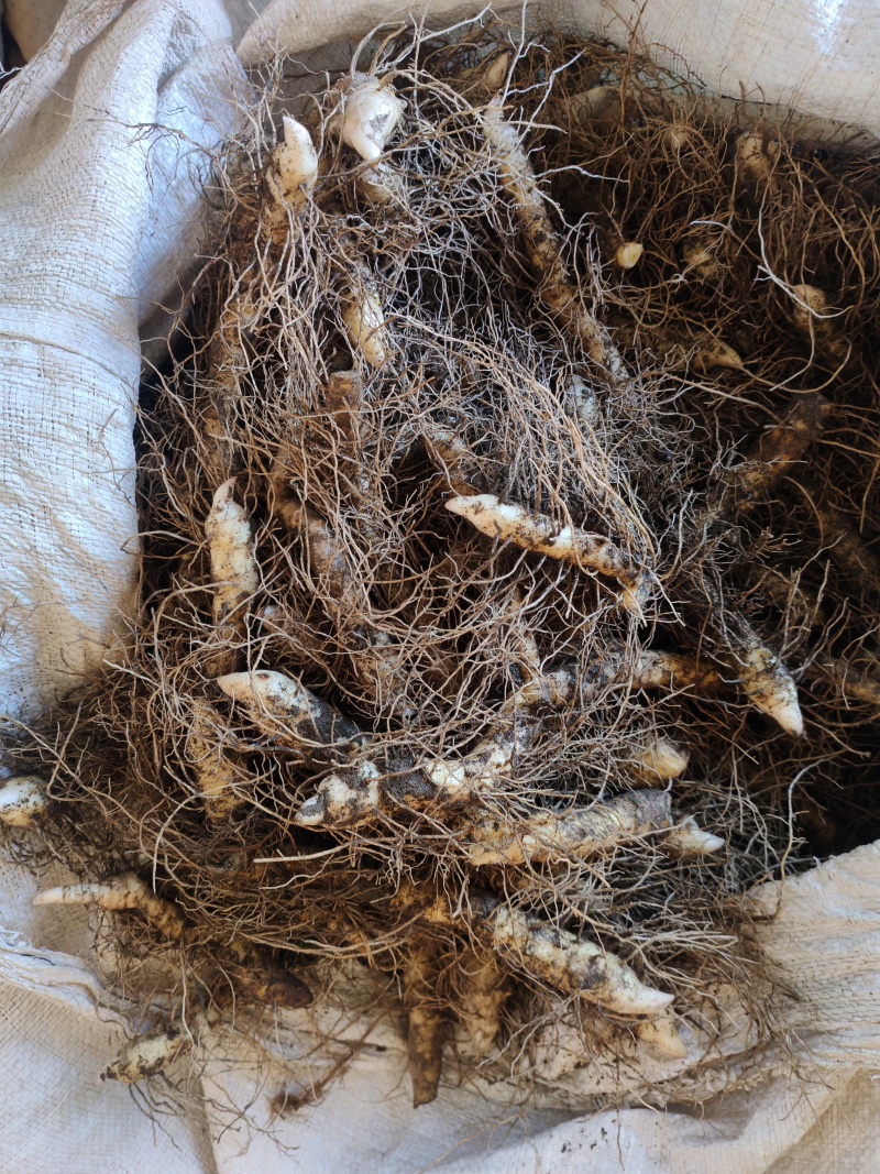 湘玉竹种茎
