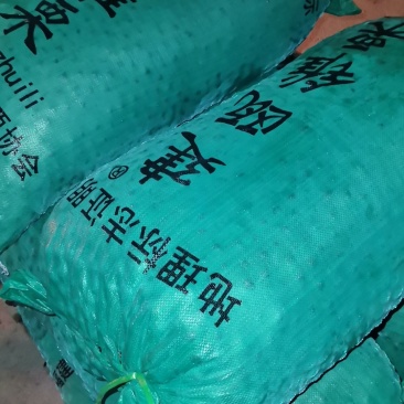 福建建欧炒货白露子锥粟高山油锥***********