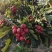 超金星山楂大量下树，鲜果量大五万斤起步，欢迎有实力的老板