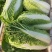 【推荐】黄心白菜，玲珑黄白菜，产地代发全国，市场，档口，团购