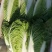 【推荐】黄心白菜，玲珑黄白菜，产地代发全国，市场，档口，团购