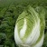 【推荐】黄心白菜，玲珑黄白菜，产地代发全国，市场，档口，团购