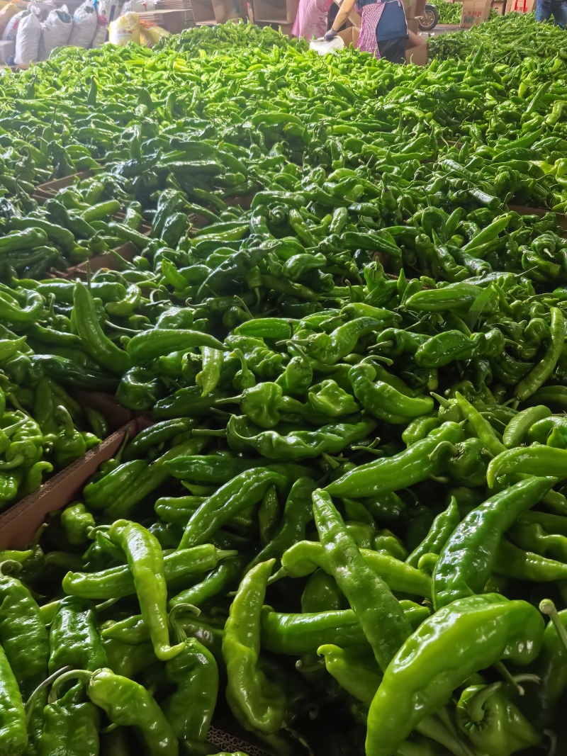 薄皮尖椒大量供货，货源充足，代发全国各地