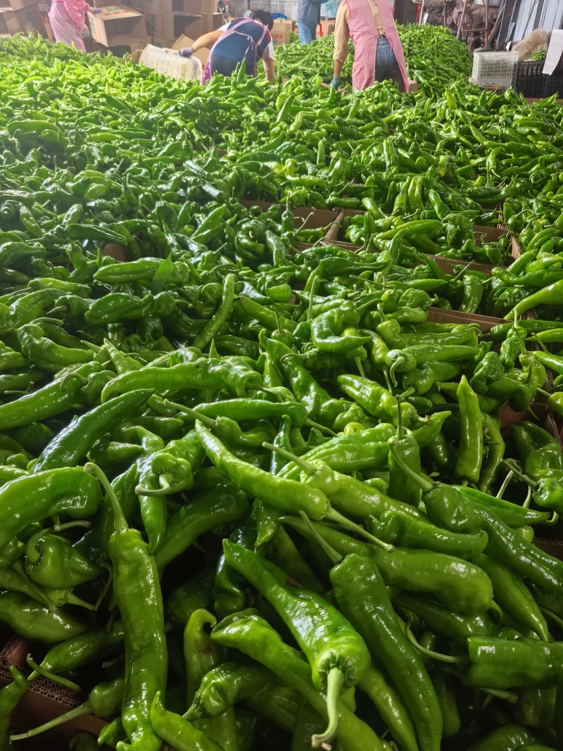 薄皮尖椒大量供货，货源充足，代发全国各地