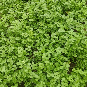 香菜，精品香菜，意大利大叶香菜。
