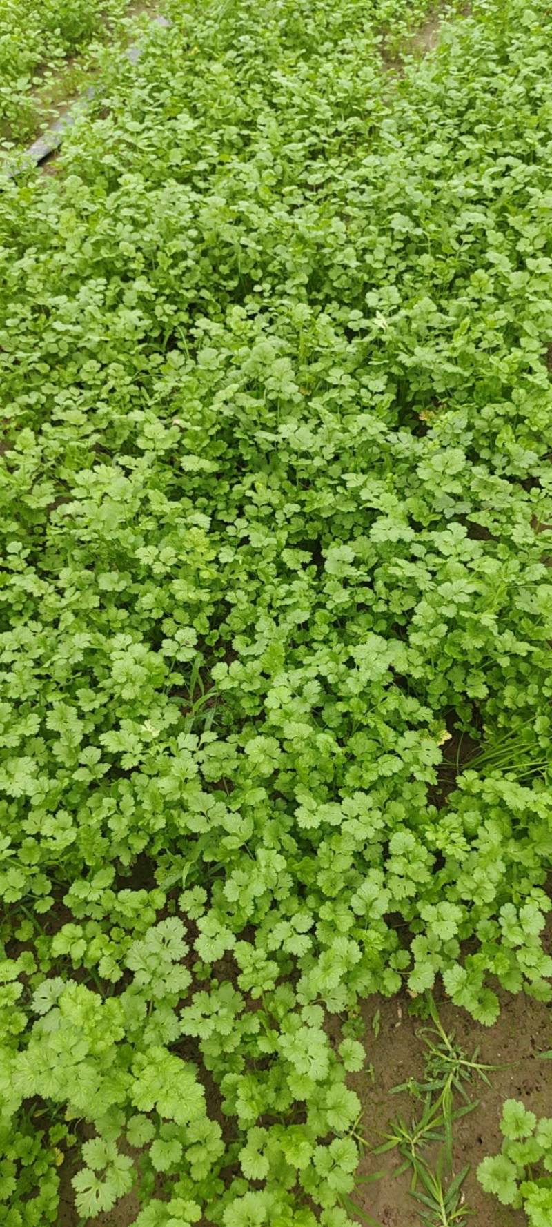 香菜，精品香菜，意大利大叶香菜。