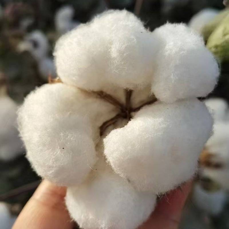 新疆棉花基地直发货源充足价格优惠可视频看货欢迎致电