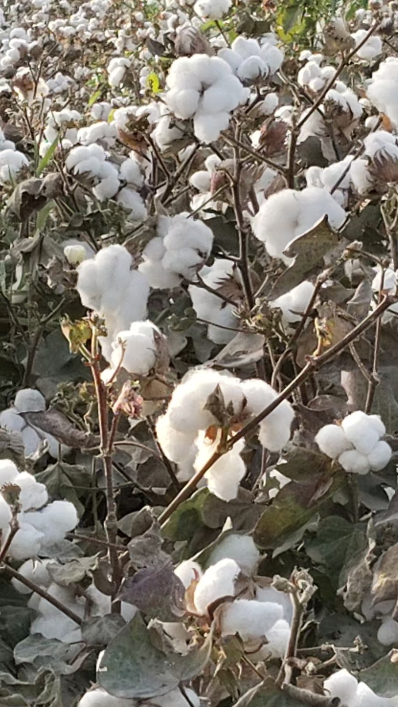 新疆棉花基地直发货源充足价格优惠可视频看货欢迎致电