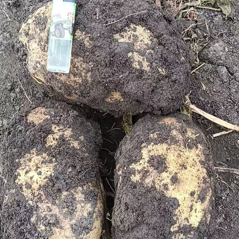 马铃薯代办