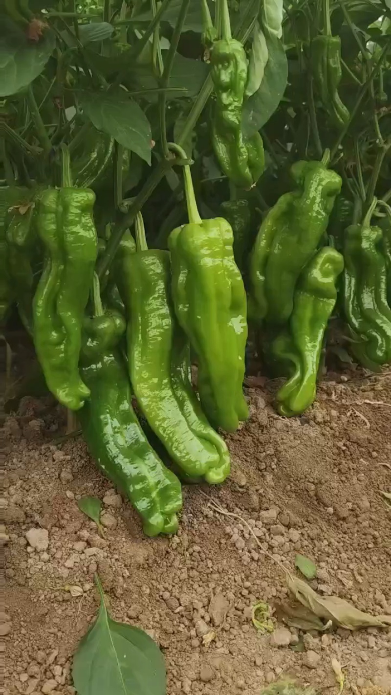 薄皮椒/青椒薄皮五号椒/产地直发对接全国采购商