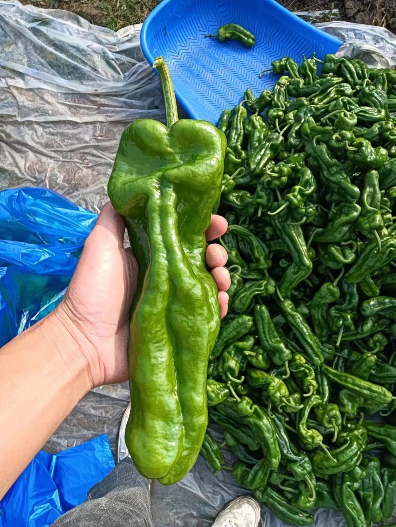 薄皮椒/青椒薄皮五号椒/产地直发对接全国采购商