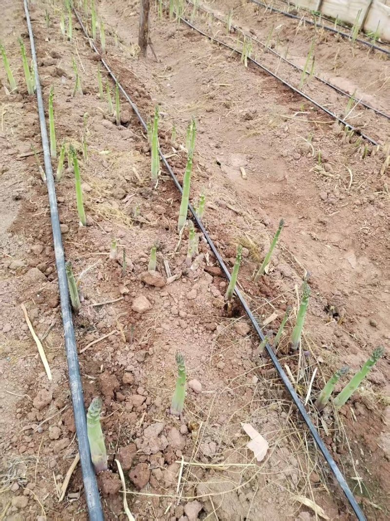 芦笋大量有货产地直发一手货源保质保量价格实惠