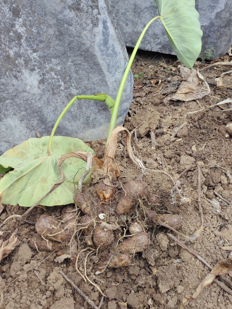 高山软糯毛芋头